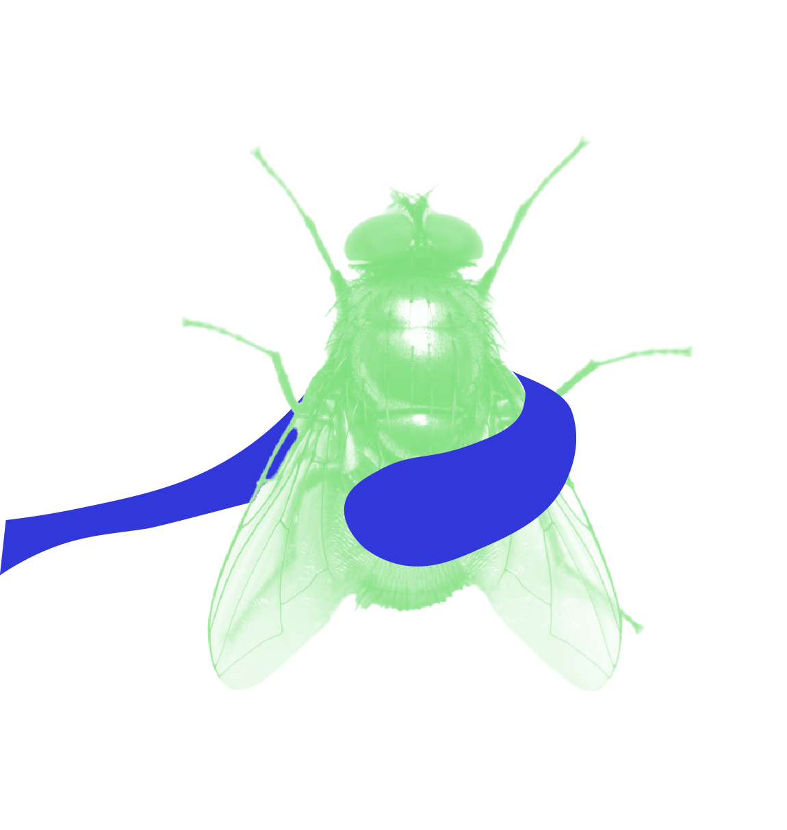 light green fly with blue tongue catch illustration