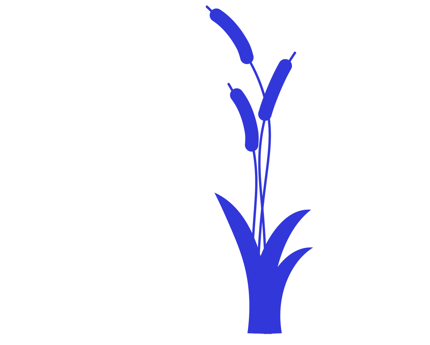 reed plant blue illustration pond
